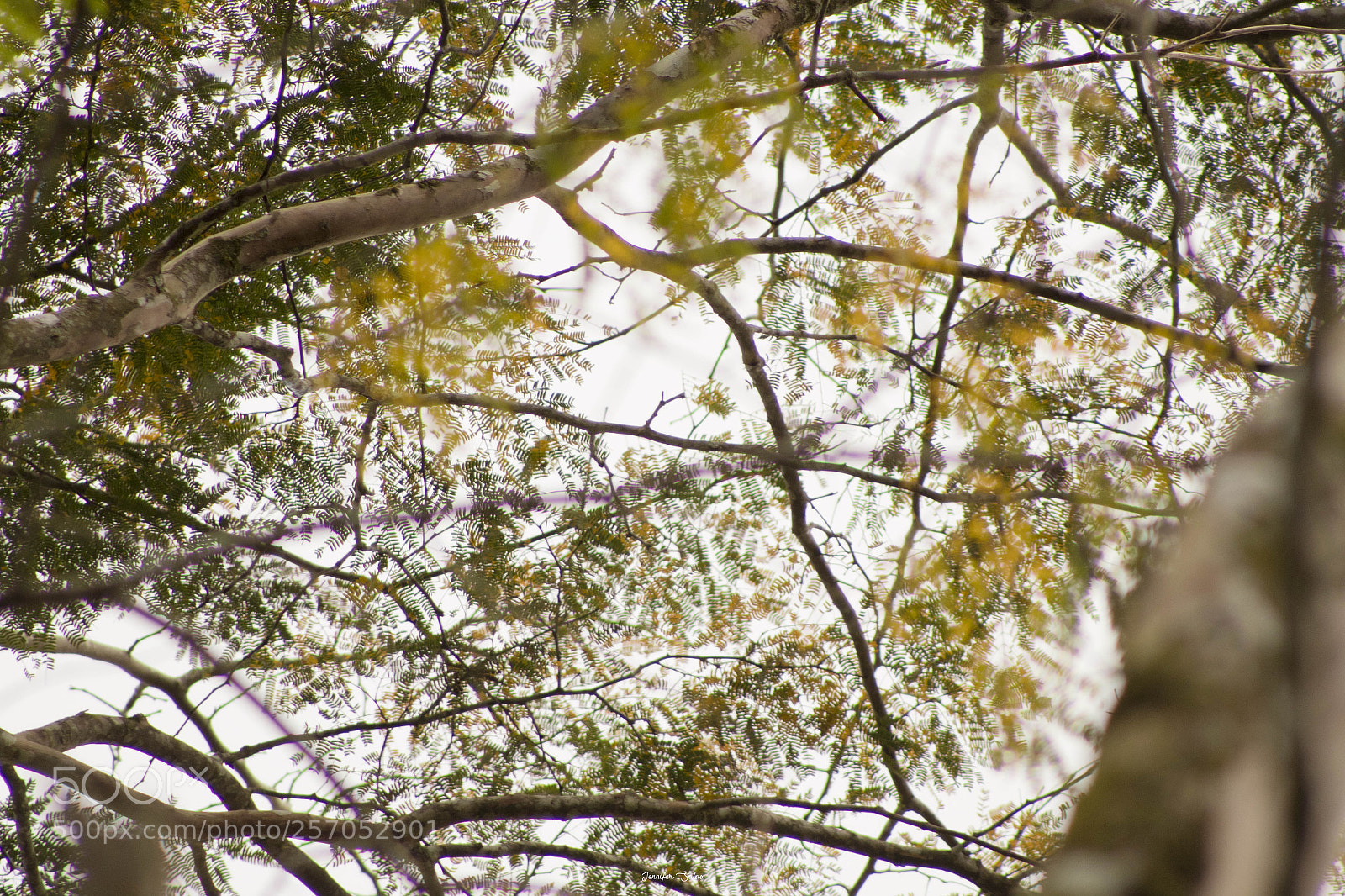 Canon EOS 1300D (EOS Rebel T6 / EOS Kiss X80) sample photo. Mira hacia arriba... photography