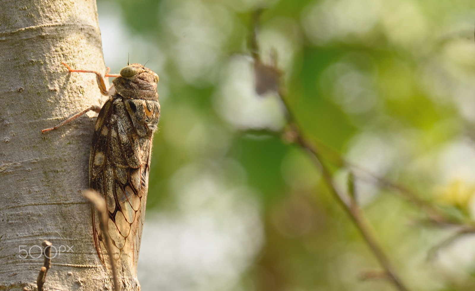 Nikon AF-S Micro-Nikkor 105mm F2.8G IF-ED VR sample photo. Cicadas photography