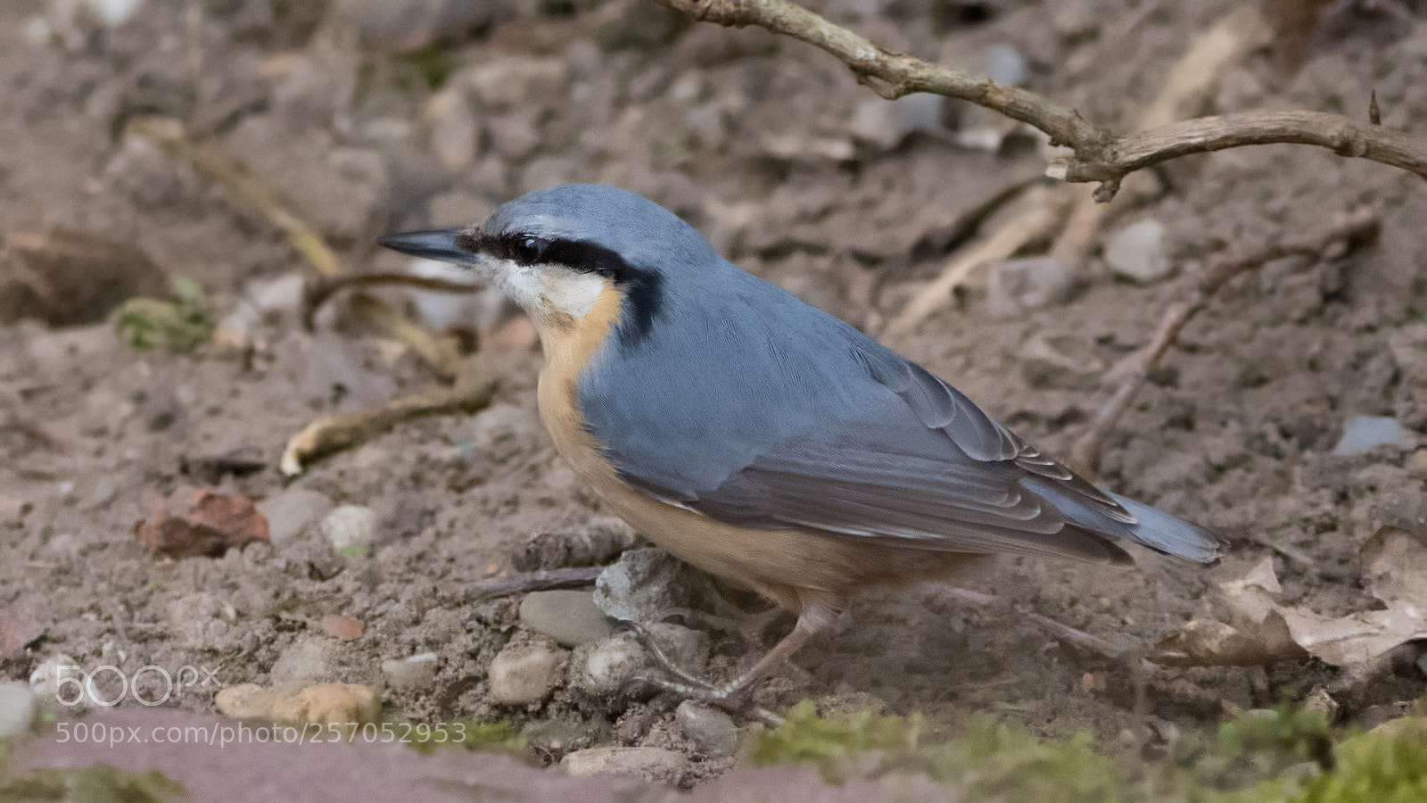 Nikon D7100 sample photo. Nuthatch on lower ground photography