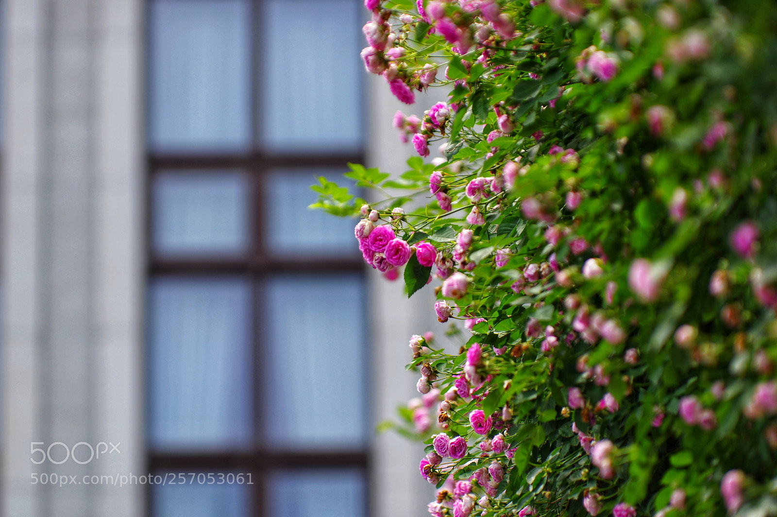 Pentax K-3 II sample photo. Untitled photography