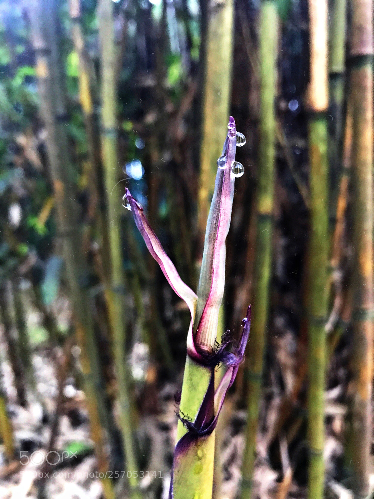 Apple iPhone 7 Plus sample photo. Untitled photography