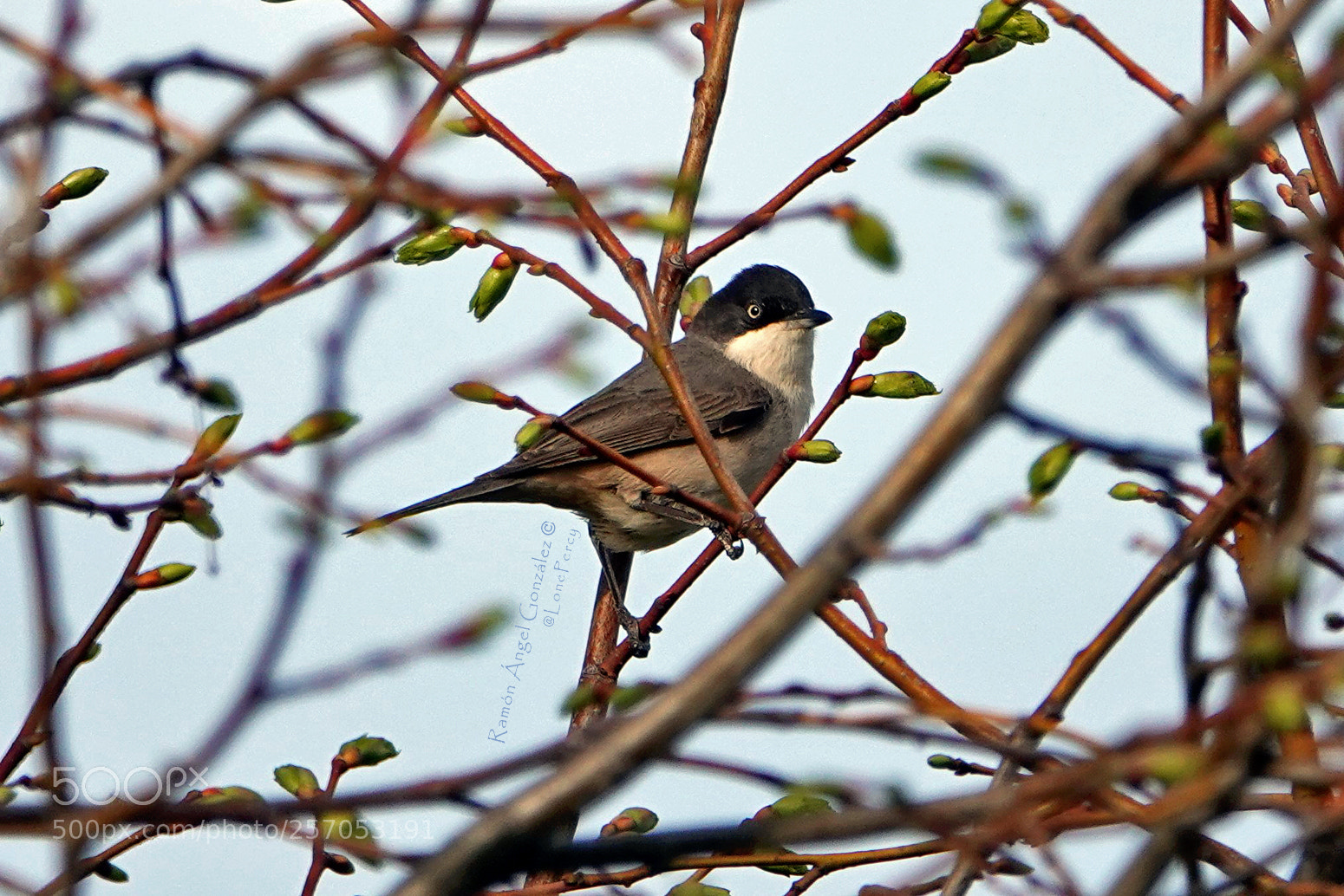 Sony Cyber-shot DSC-RX10 IV sample photo. Western orphean warbler sylvia photography