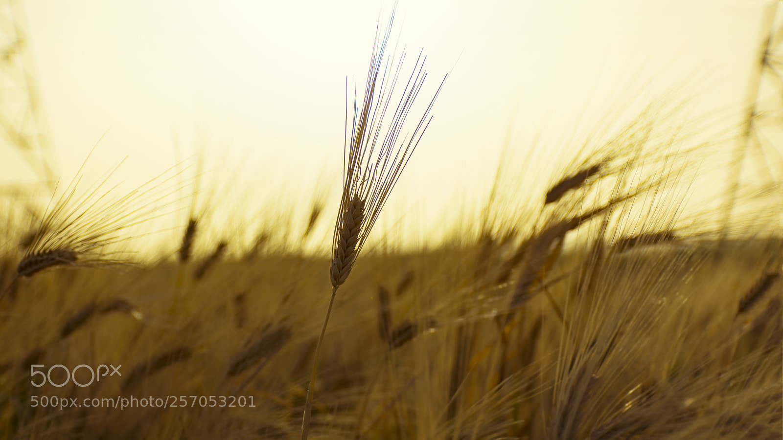 Nikon D7200 sample photo. Golden farm photography
