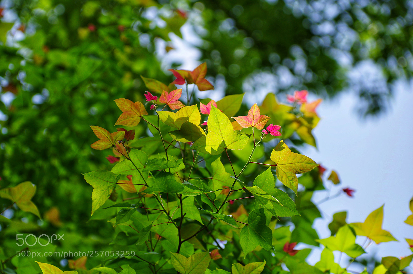 Pentax K-3 II sample photo. Untitled photography
