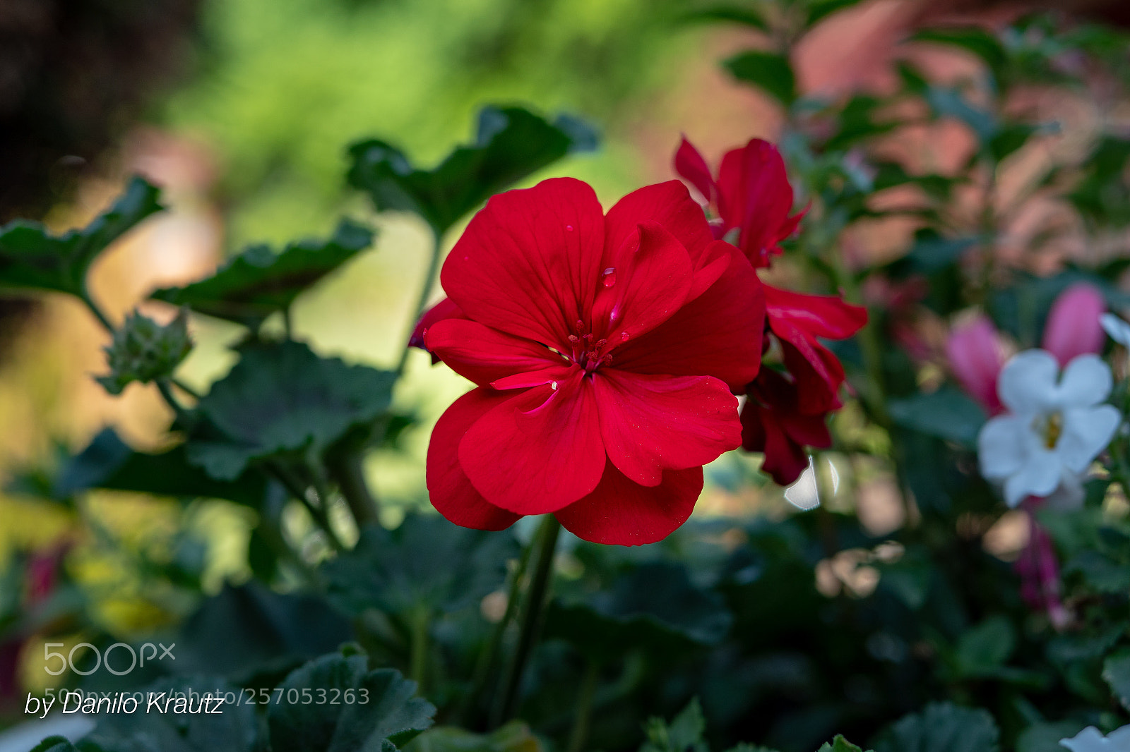 Panasonic Lumix DC-G9 sample photo. 20180429161833_0001.jpg photography