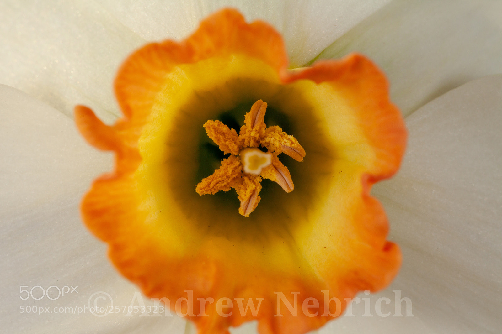 Canon EOS 5D Mark II sample photo. Daffodil in spring photography