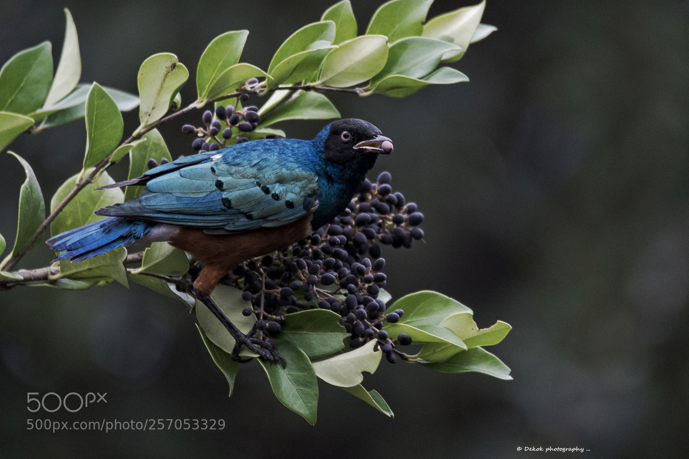 Nikon D500 sample photo. Tricolor starling ... photography