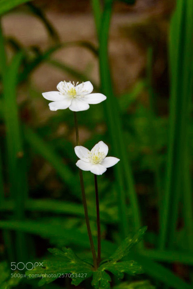 Nikon D750 sample photo. Anemone flaccida photography