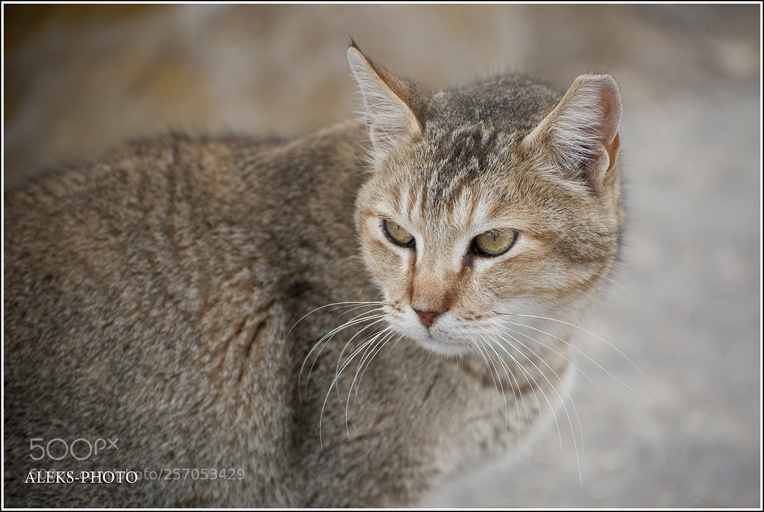 Nikon D700 sample photo. Eilat cats (israel) photography