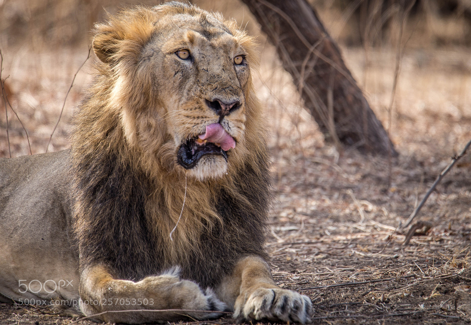 Canon EOS 6D sample photo. The king of the photography