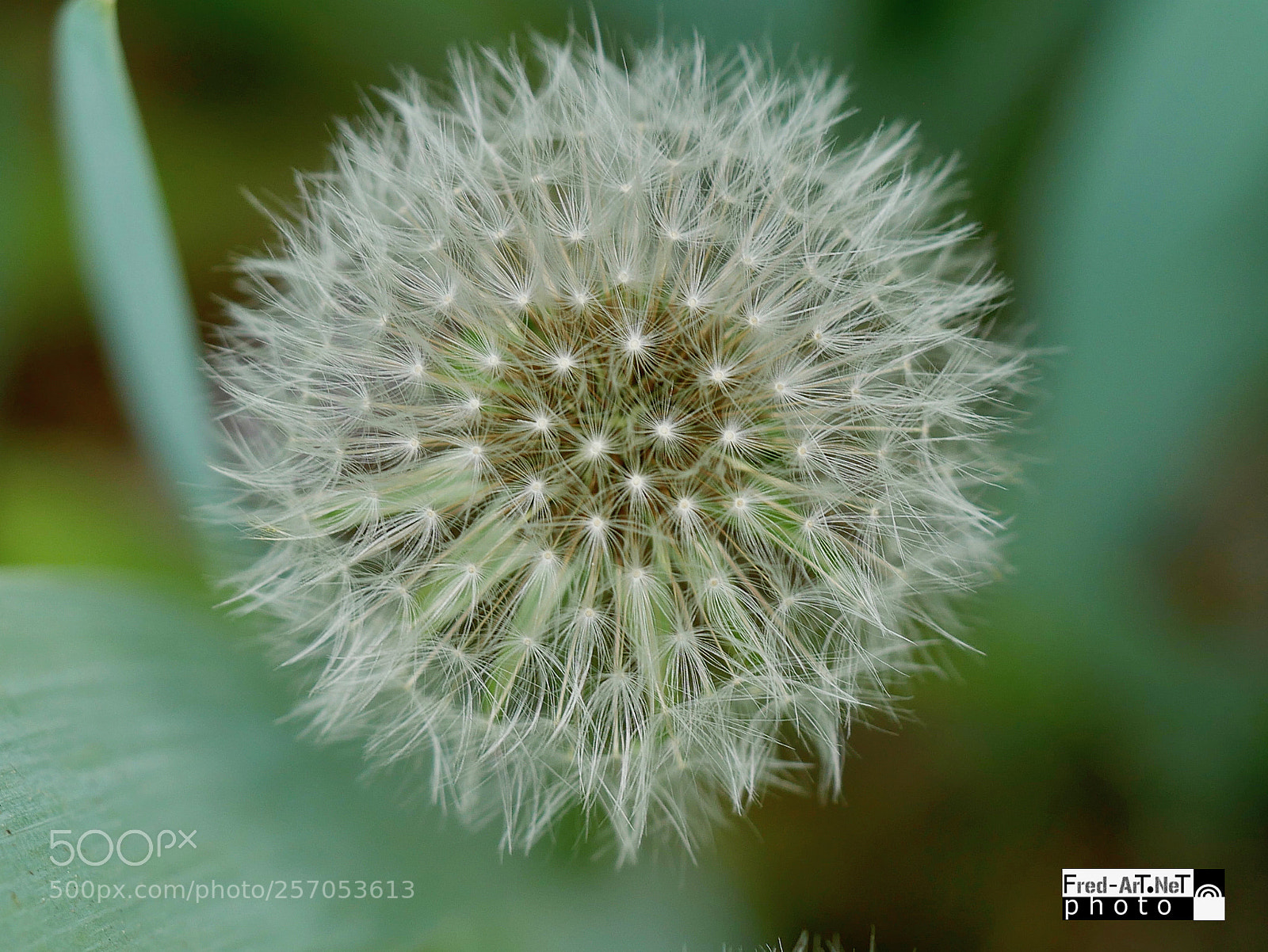 Panasonic DMC-G70 sample photo. Nature magique! photography