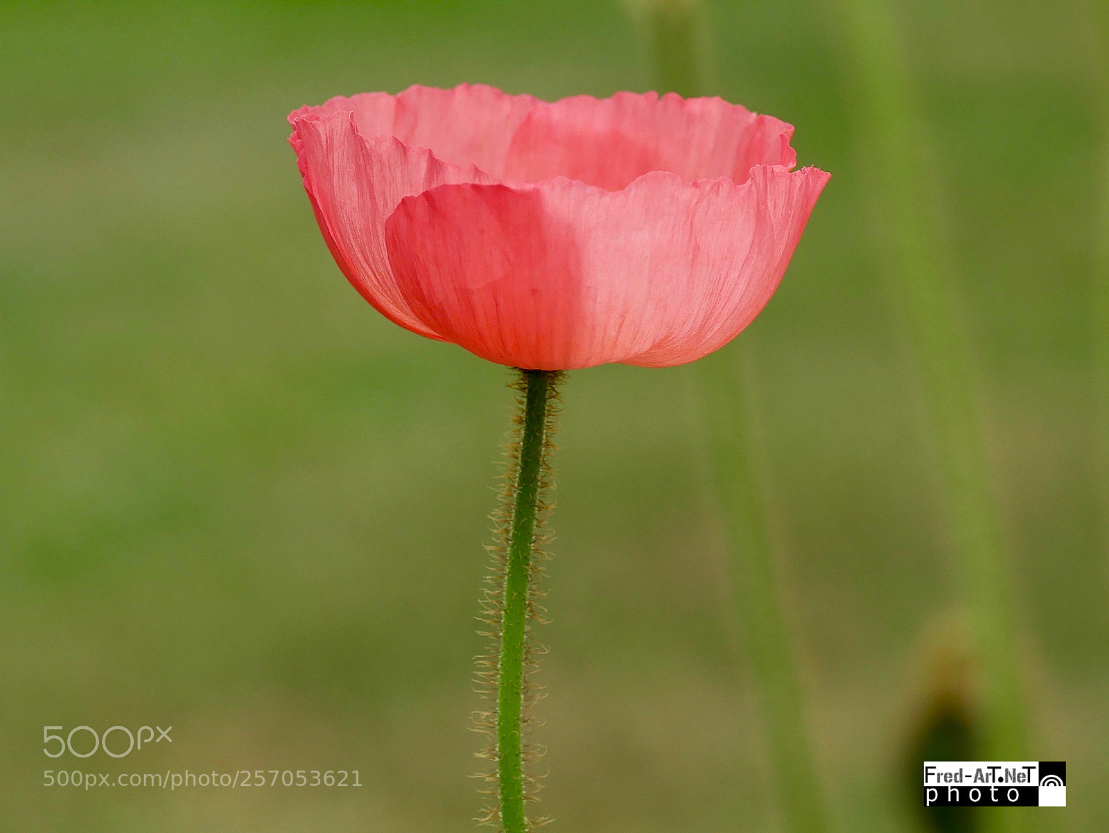 Panasonic DMC-G70 sample photo. Si fragile et pourtant photography