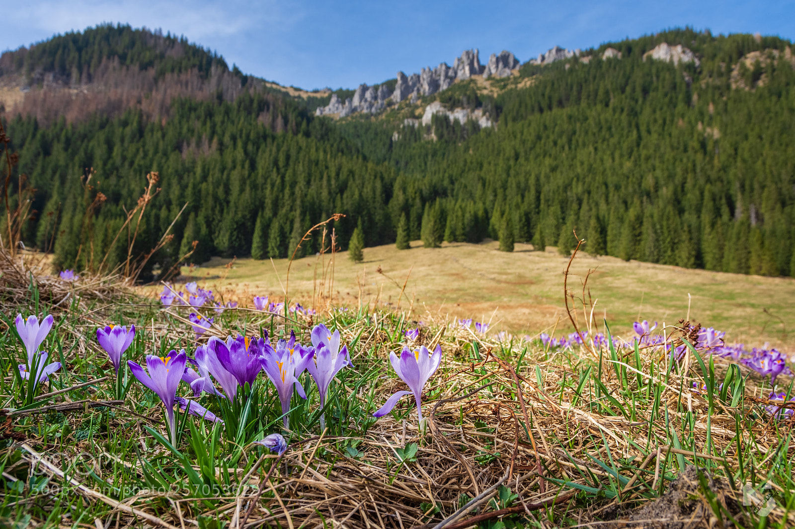 Nikon D7200 sample photo. Crocuses in the tatra photography