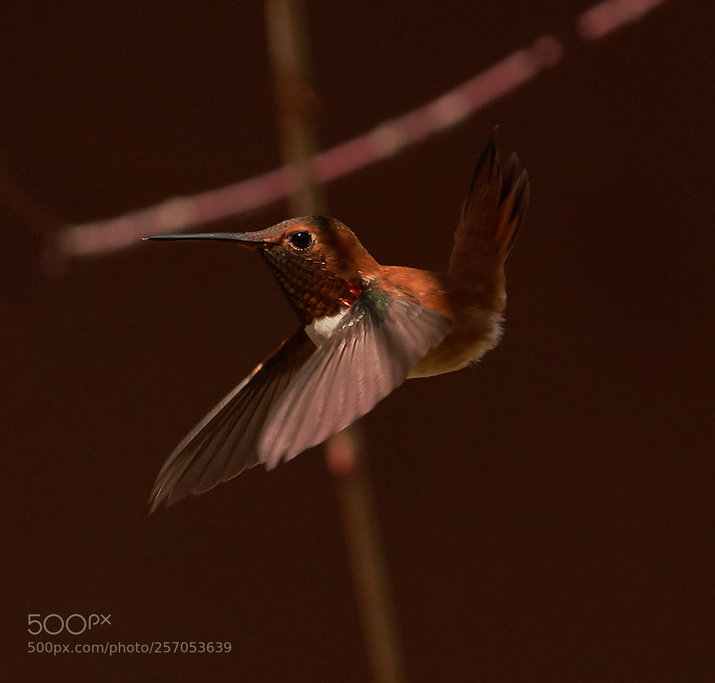 Sony a7R III sample photo. Rufous in the rockies photography