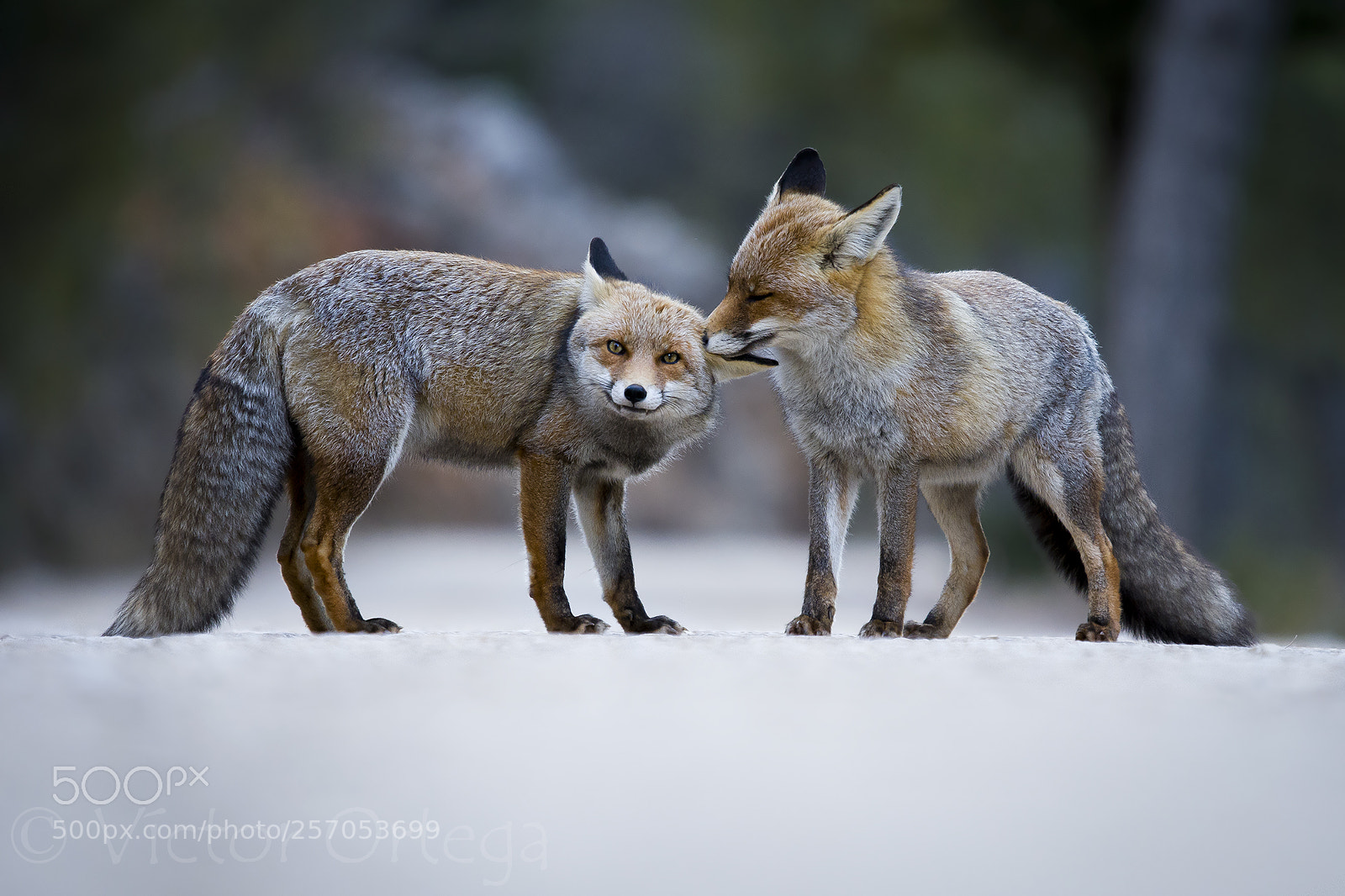 Nikon D500 sample photo. Fox care photography