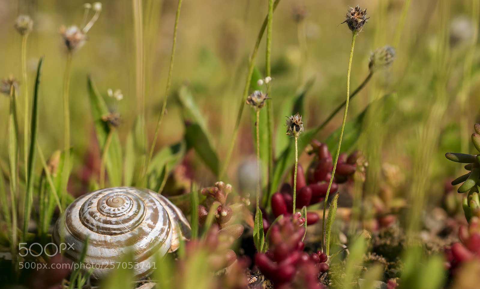 Panasonic Lumix DMC-GX7 sample photo. Snail resting photography