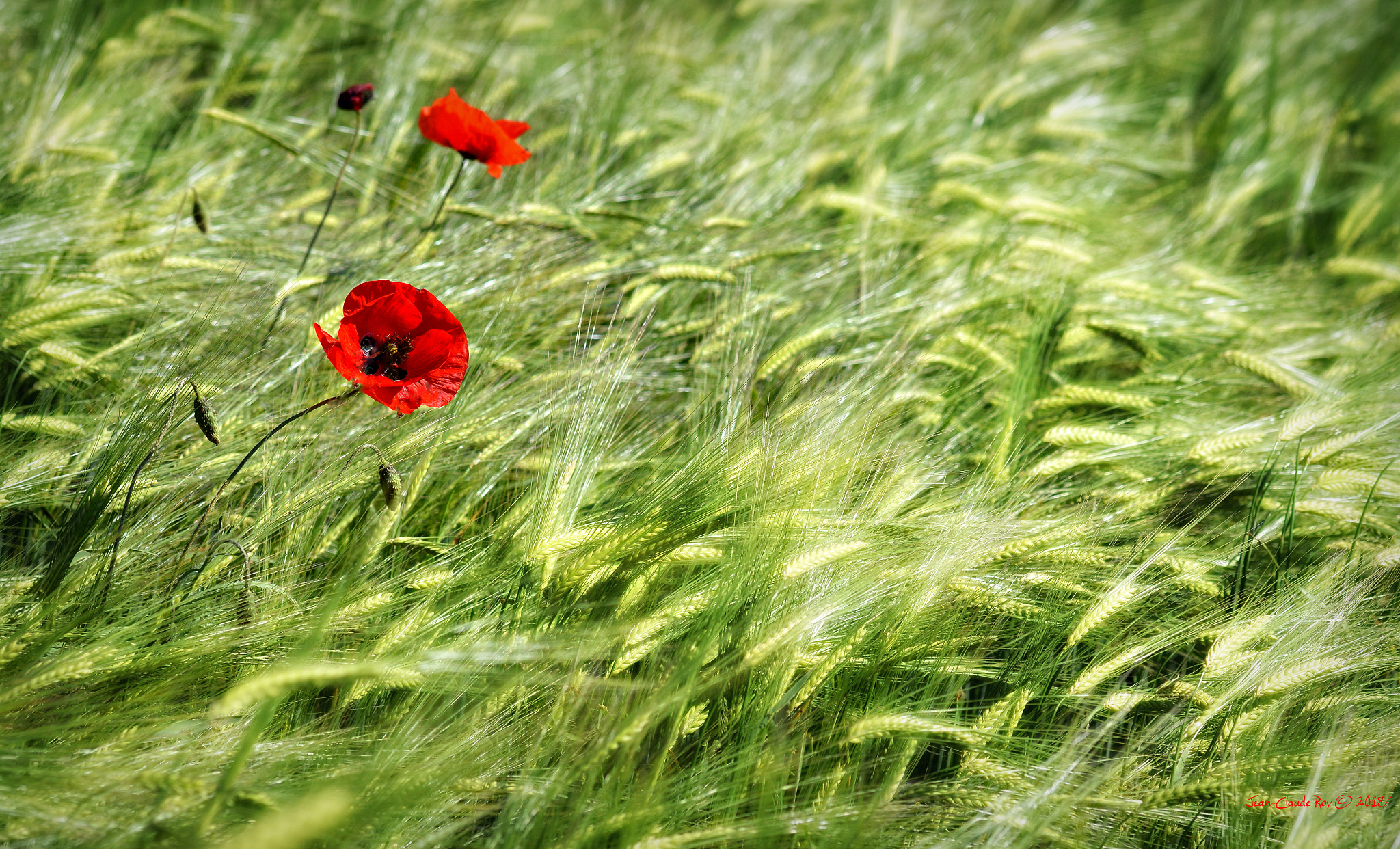 Nikon D7100 sample photo. Muddle of mother nature photography