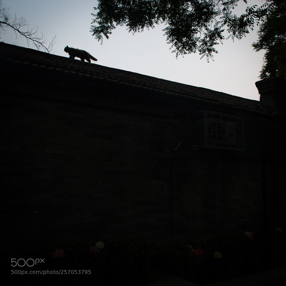Nikon D800 sample photo. Untitled photography
