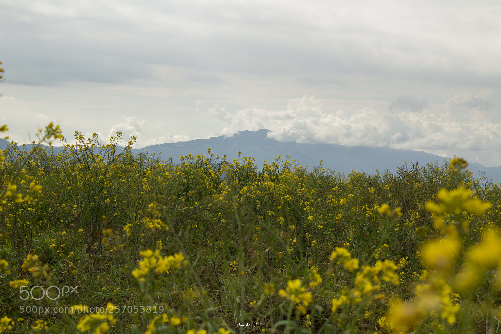 Canon EOS 1300D (EOS Rebel T6 / EOS Kiss X80) sample photo. Flores amarillas photography