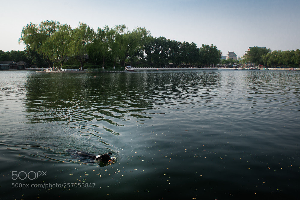 Nikon D800 sample photo. Untitled photography