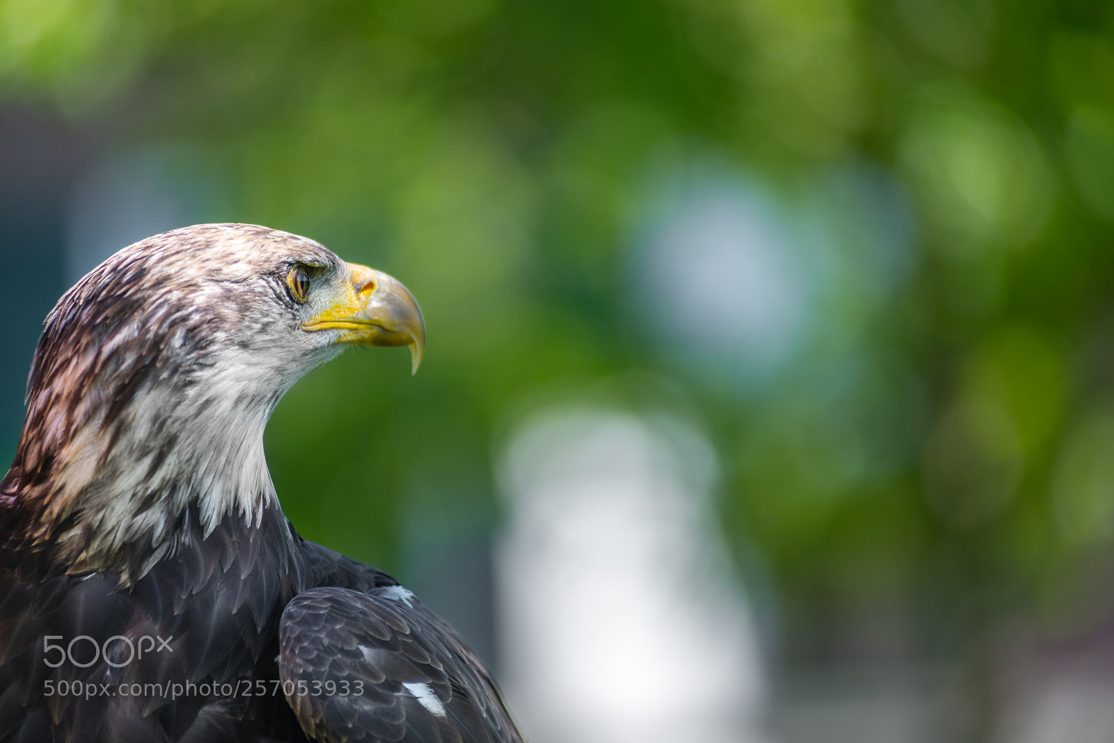 Nikon D610 sample photo. Bald eagle photography