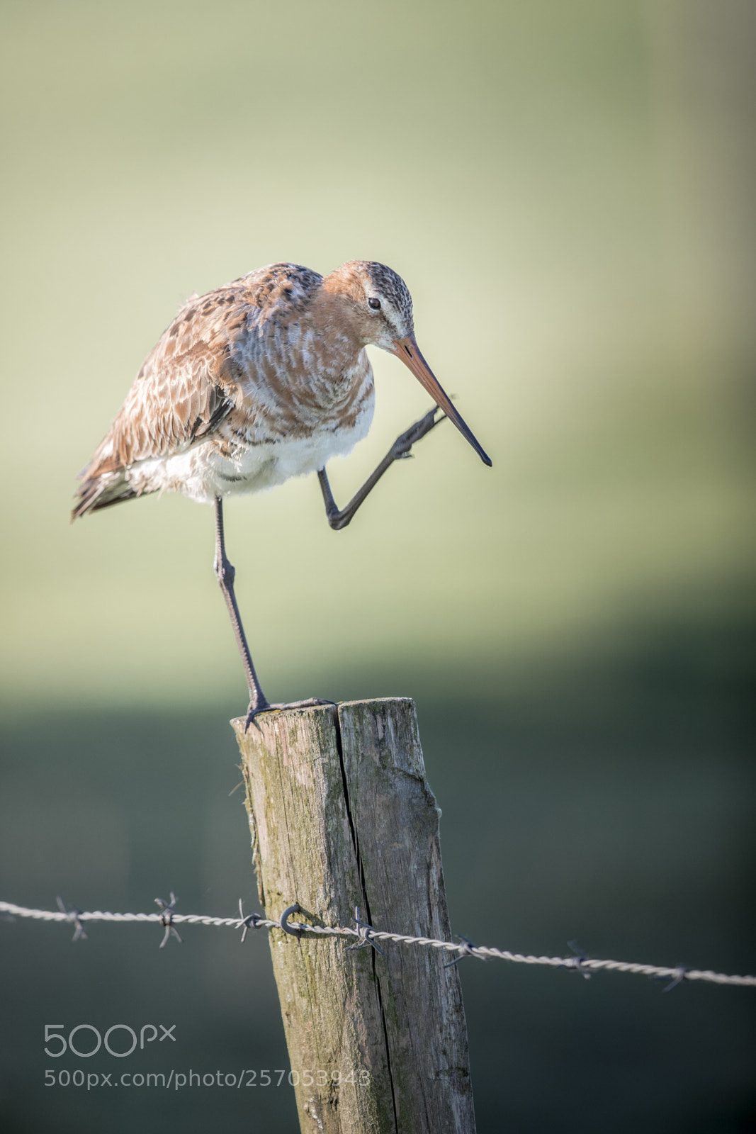 Canon EOS-1D X Mark II sample photo. Barge pole dance photography