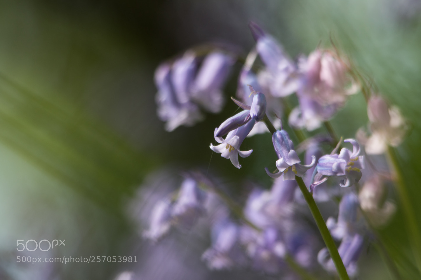 Canon EOS 7D Mark II sample photo. May blooms photography