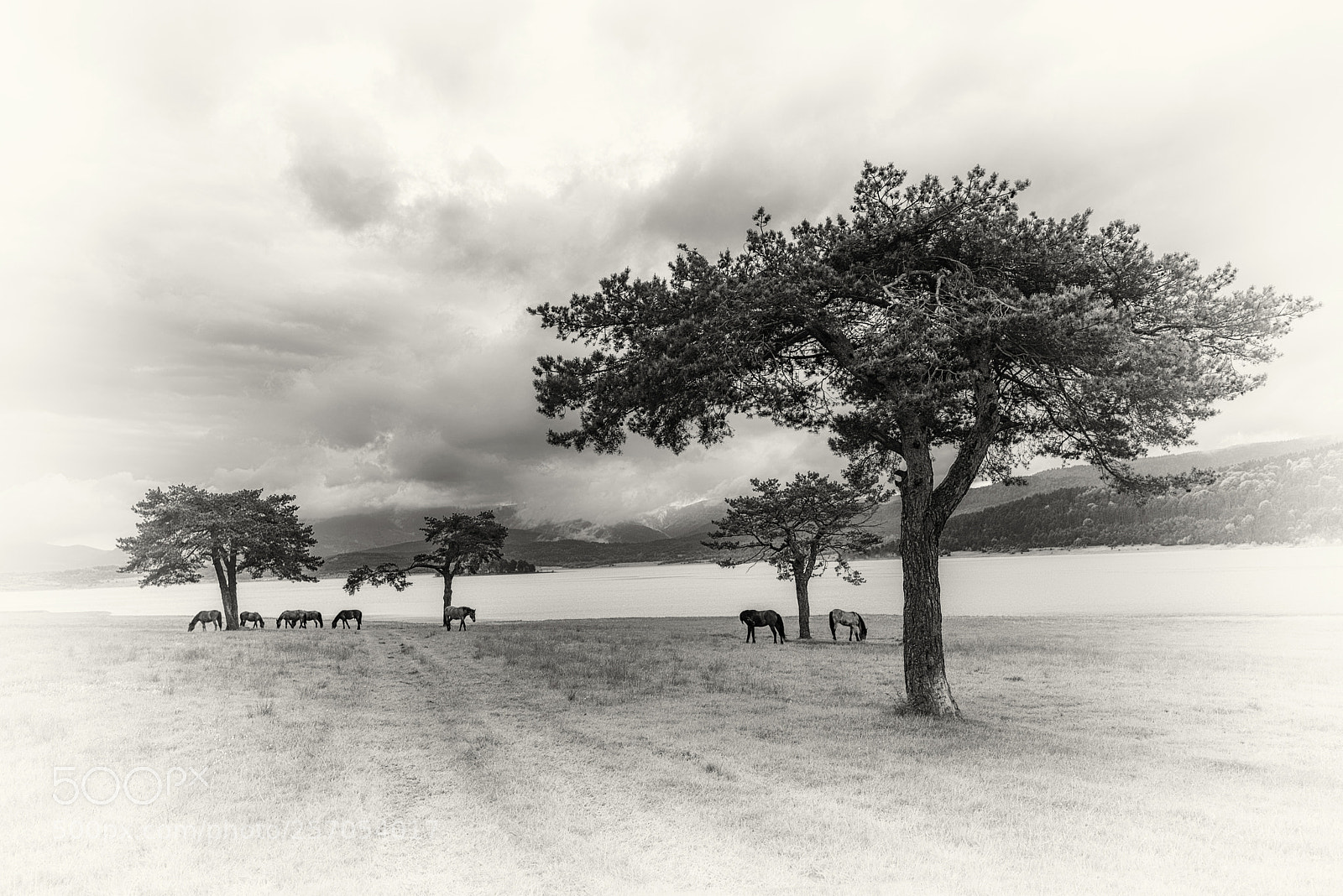 Nikon D750 sample photo. Bw photography