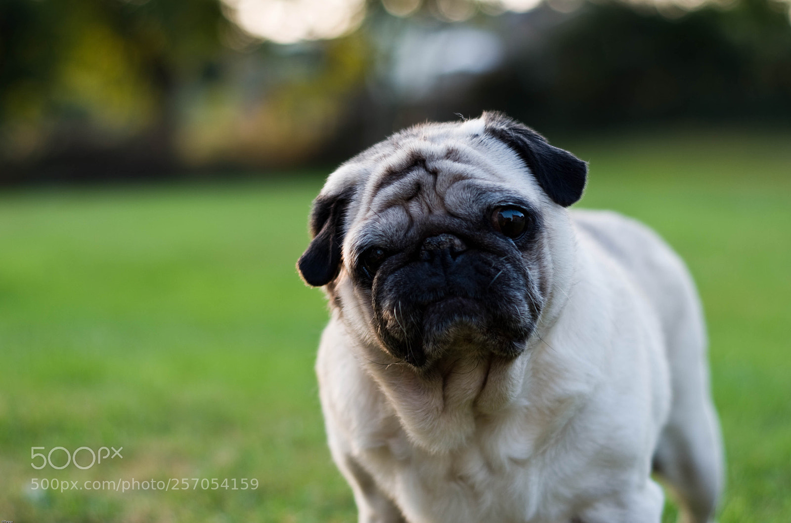 Pentax K-50 sample photo. Cannelle the pug (mopshond) photography