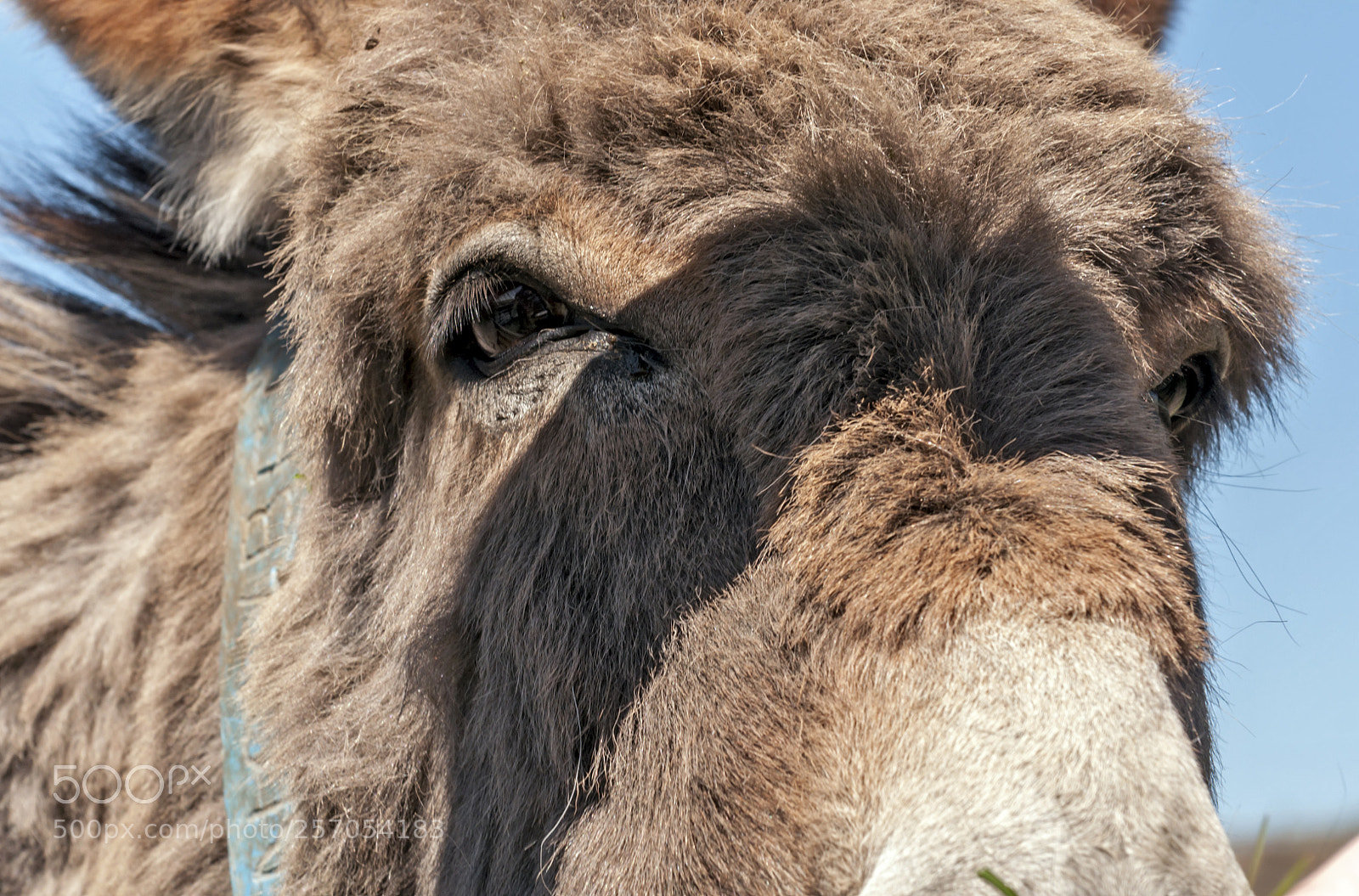 Nikon D90 sample photo. Donkey photography