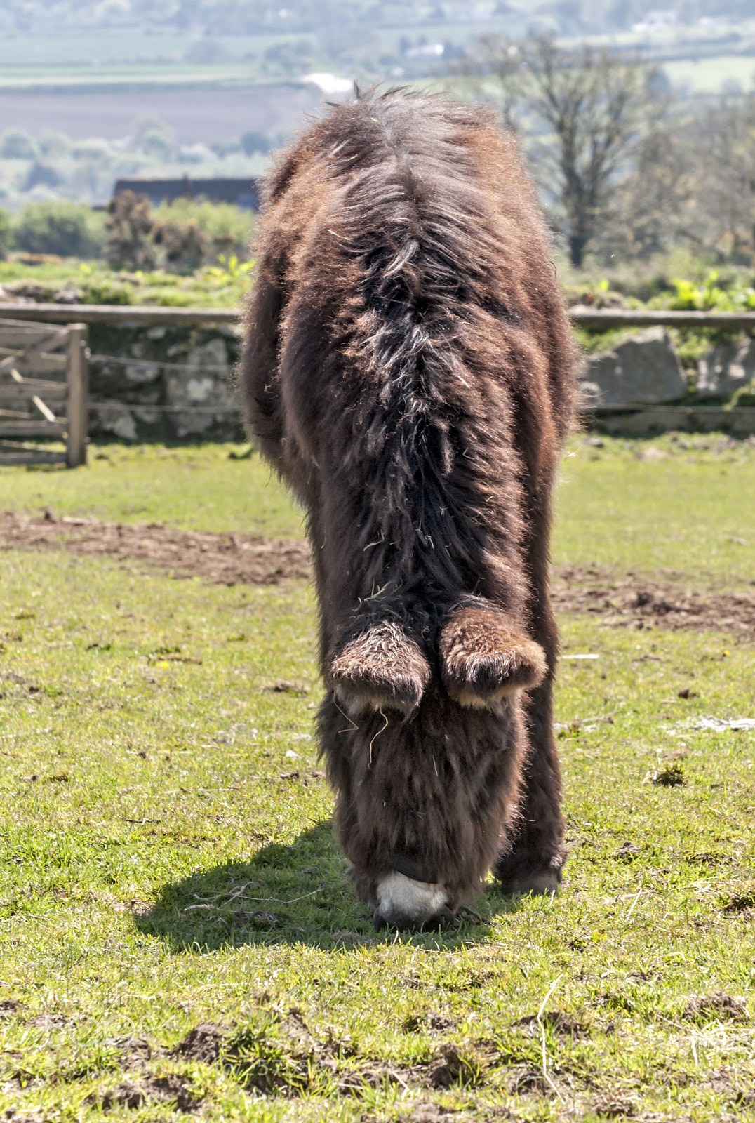 Nikon D90 sample photo. Donkey photography