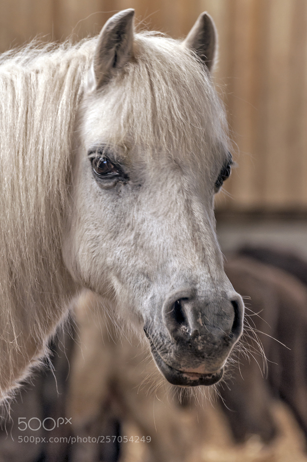 Nikon D90 sample photo. White horse photography