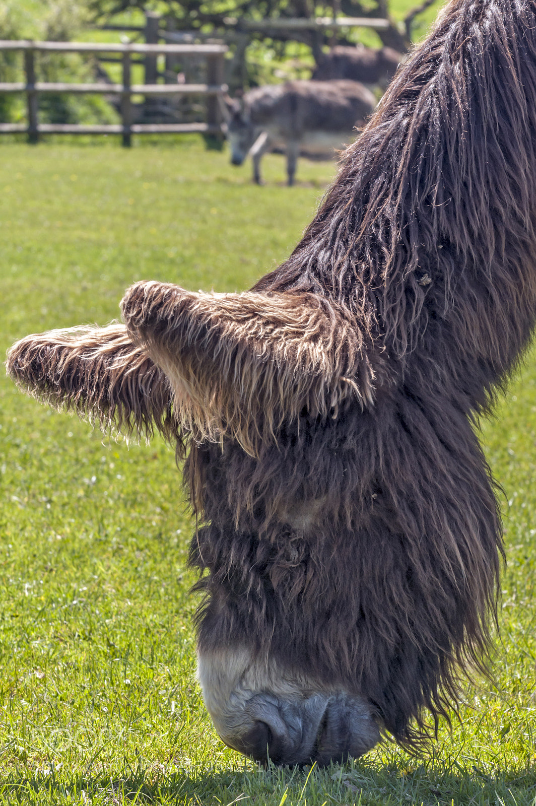 Nikon D90 sample photo. Hairy donkey photography