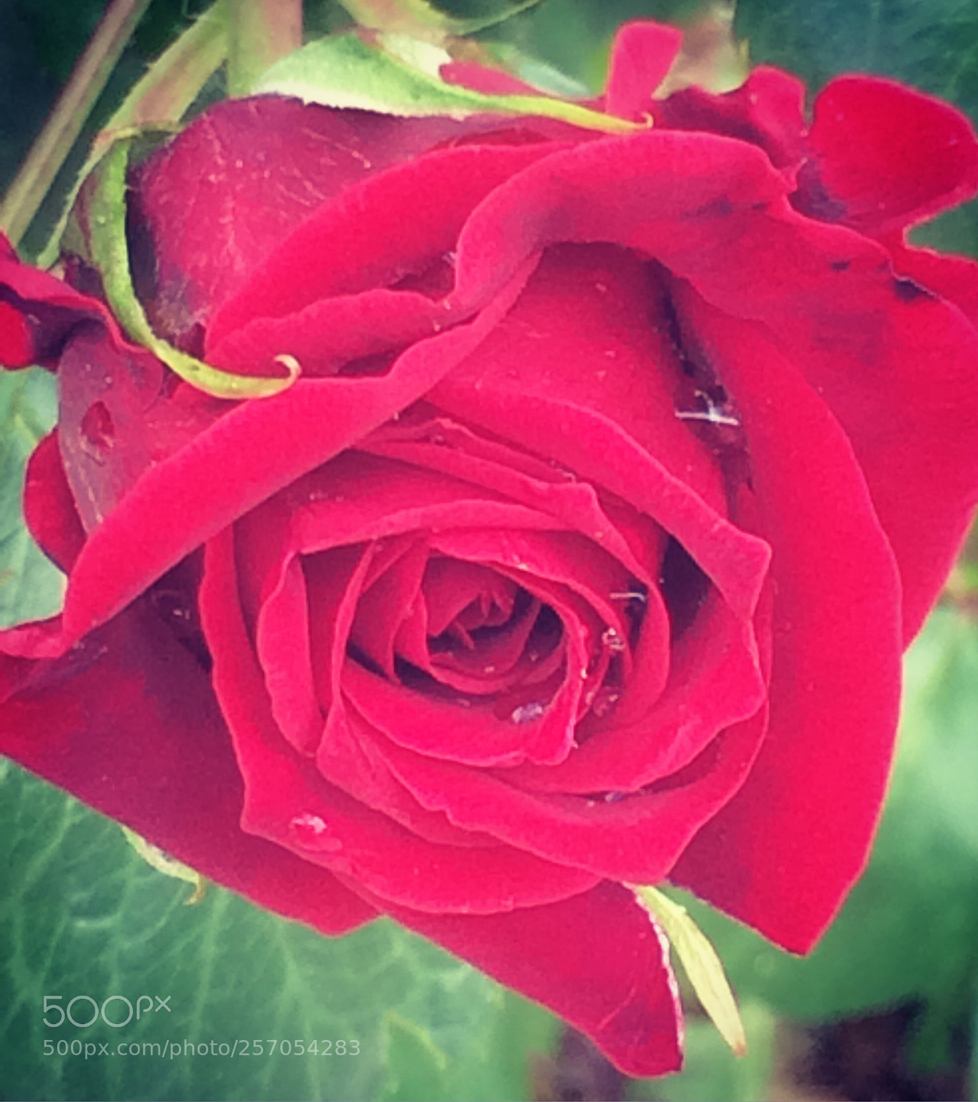 Apple iPhone 5s sample photo. Rosa... photography