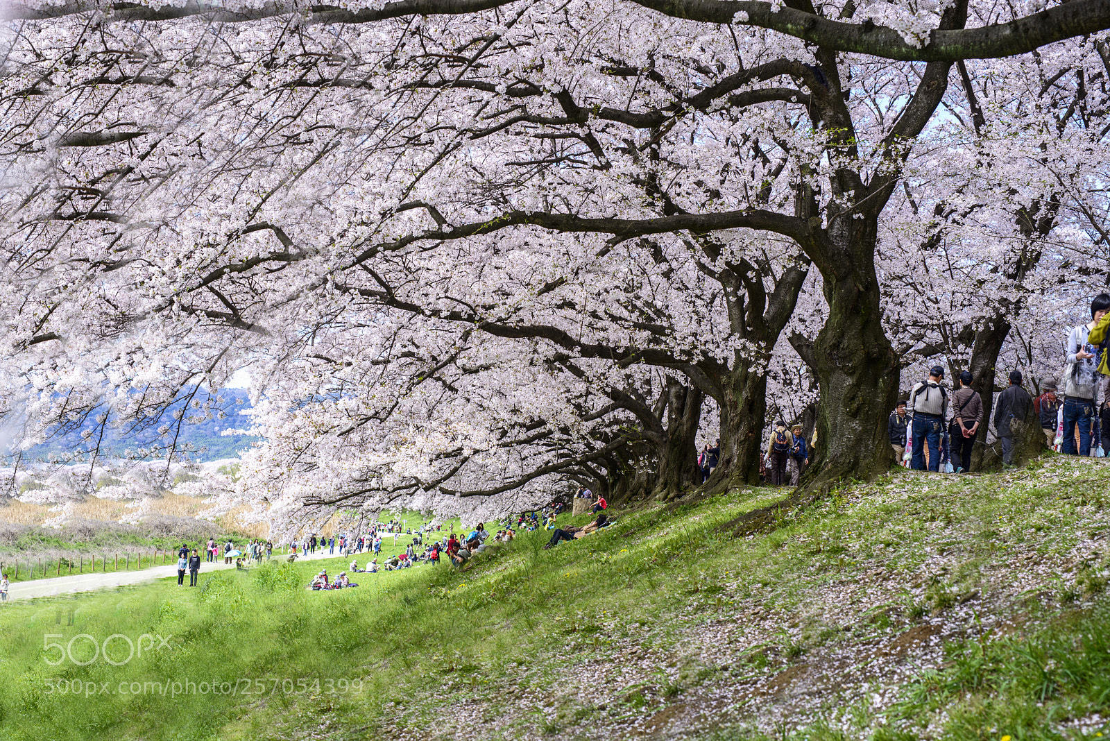 Nikon D800 sample photo. Cherry blossom photography