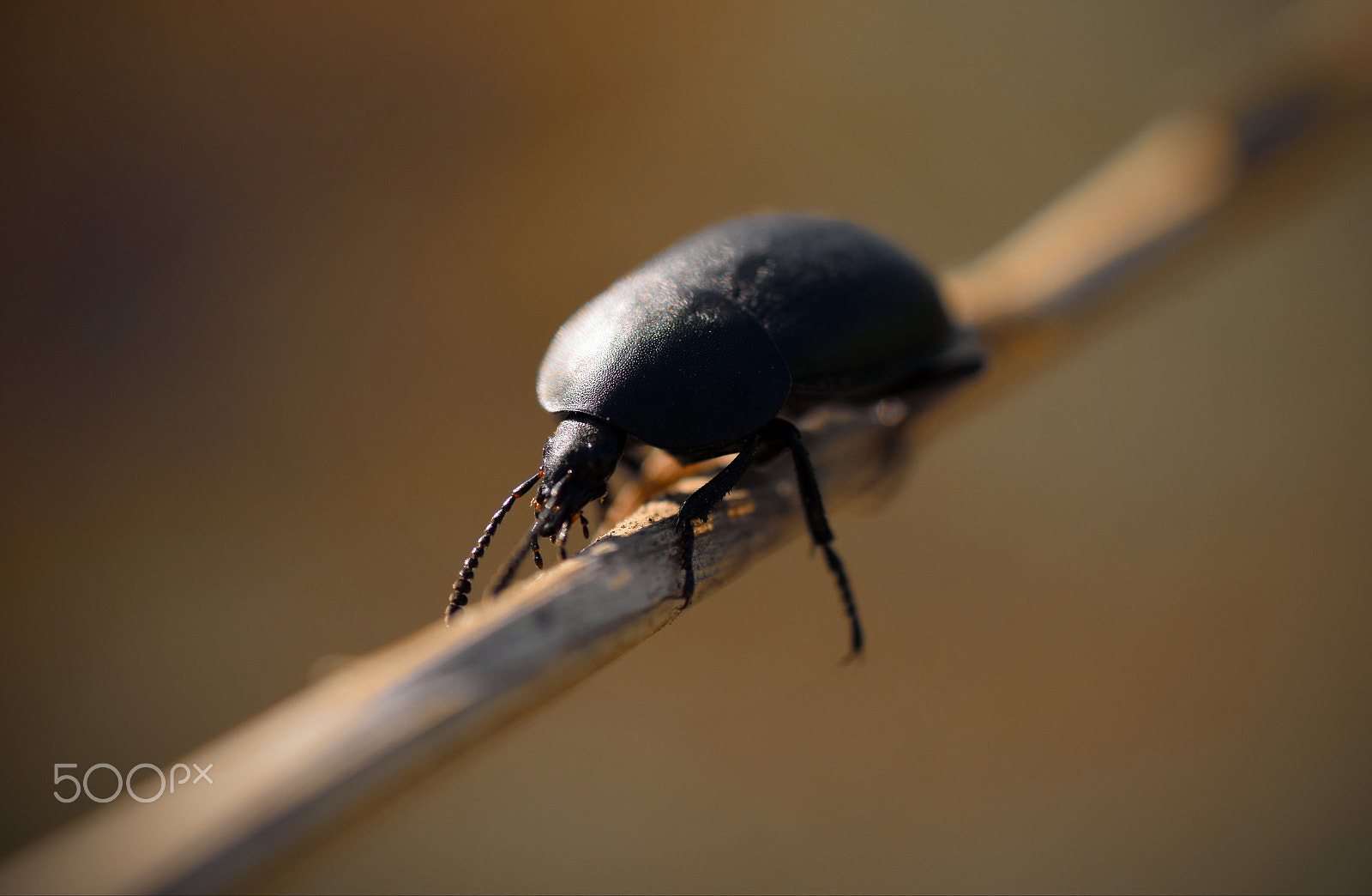 Nikon D5300 sample photo. Insect photography