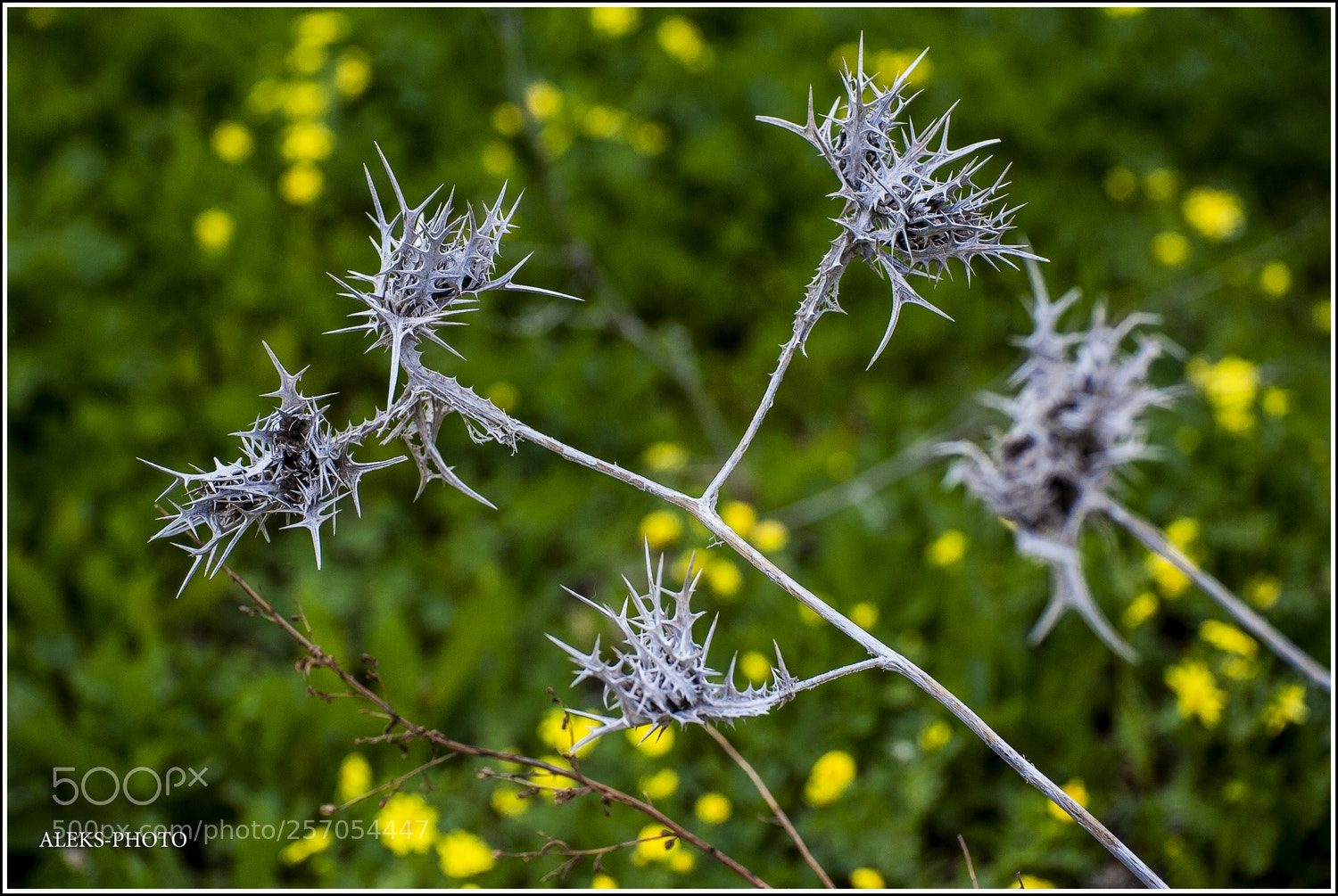 Nikon D700 sample photo. Nazareth herbs (israel) photography