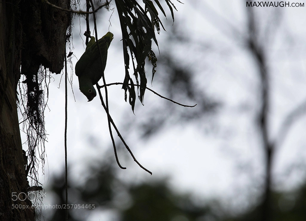 Canon EOS-1D X Mark II sample photo. Red-lored parrot photography