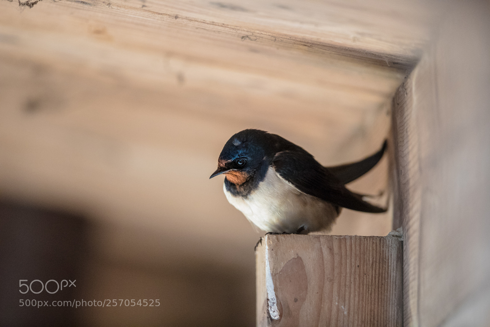 Canon EOS-1D X Mark II sample photo. Under the roof photography