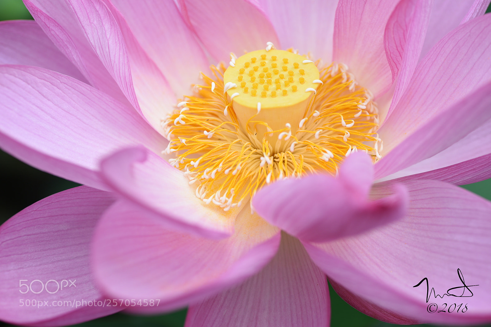 Nikon D750 sample photo. Lotus bloom photography