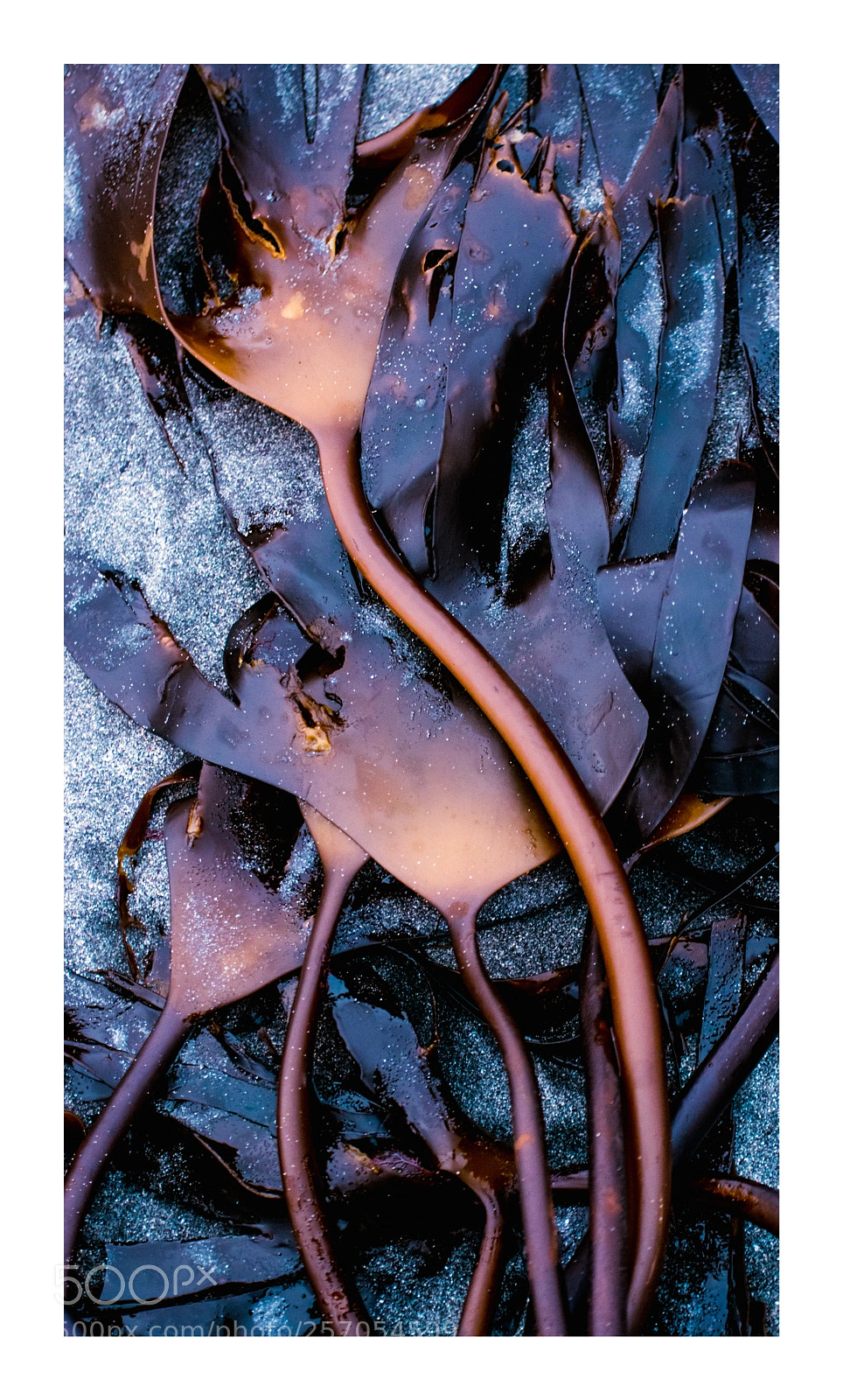 Nikon D3300 sample photo. Seaweed, sy rug ta photography