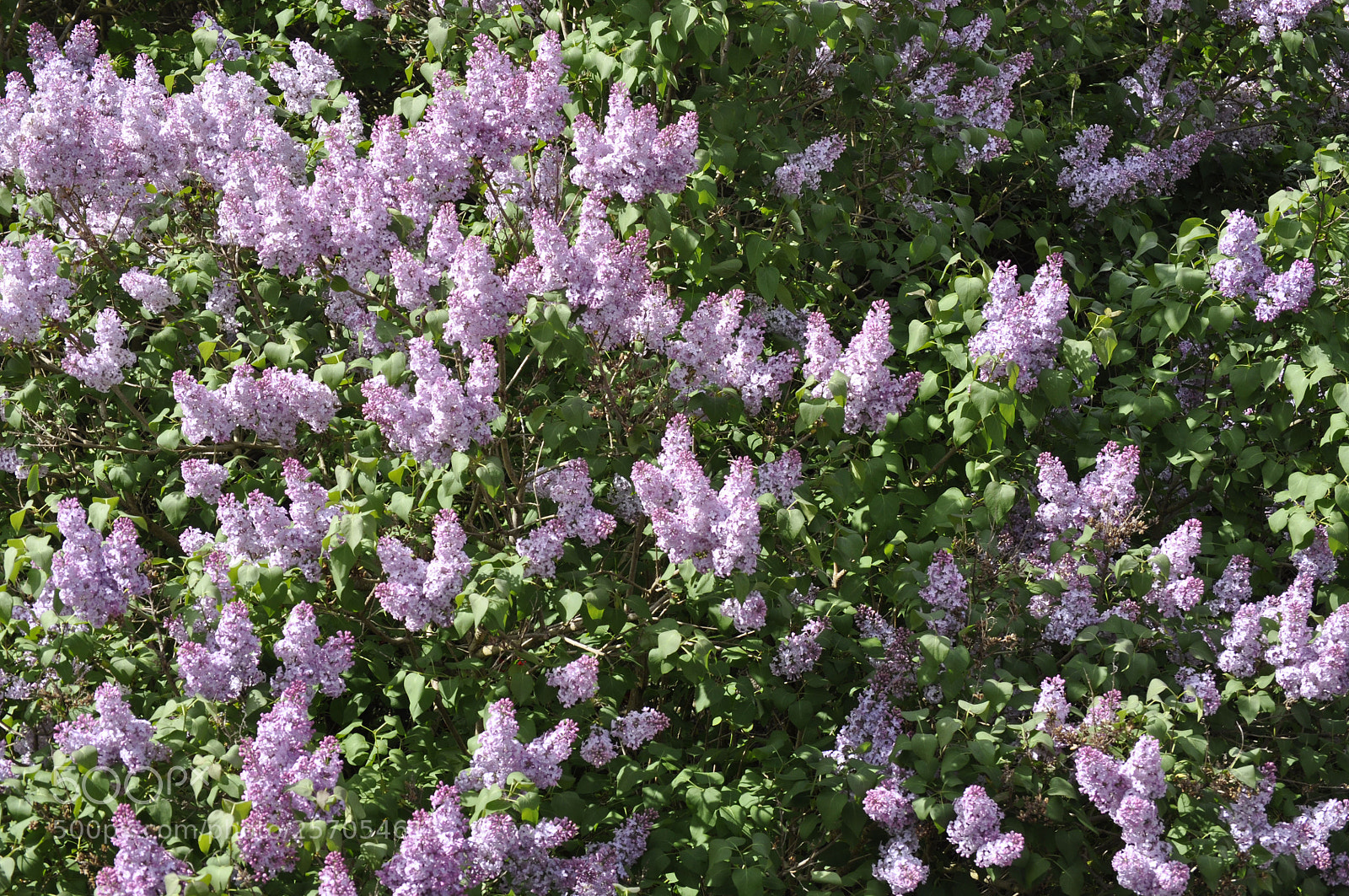 Nikon D5000 sample photo. Flowers photography