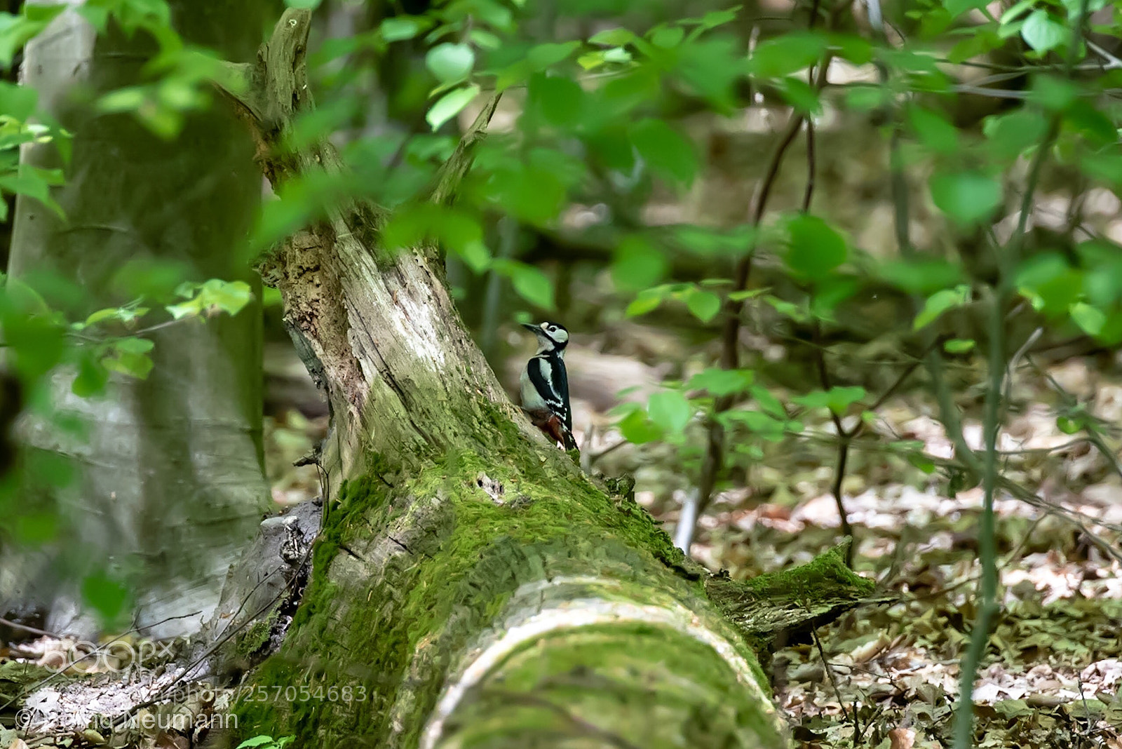 Nikon D750 sample photo. Buntspecht photography