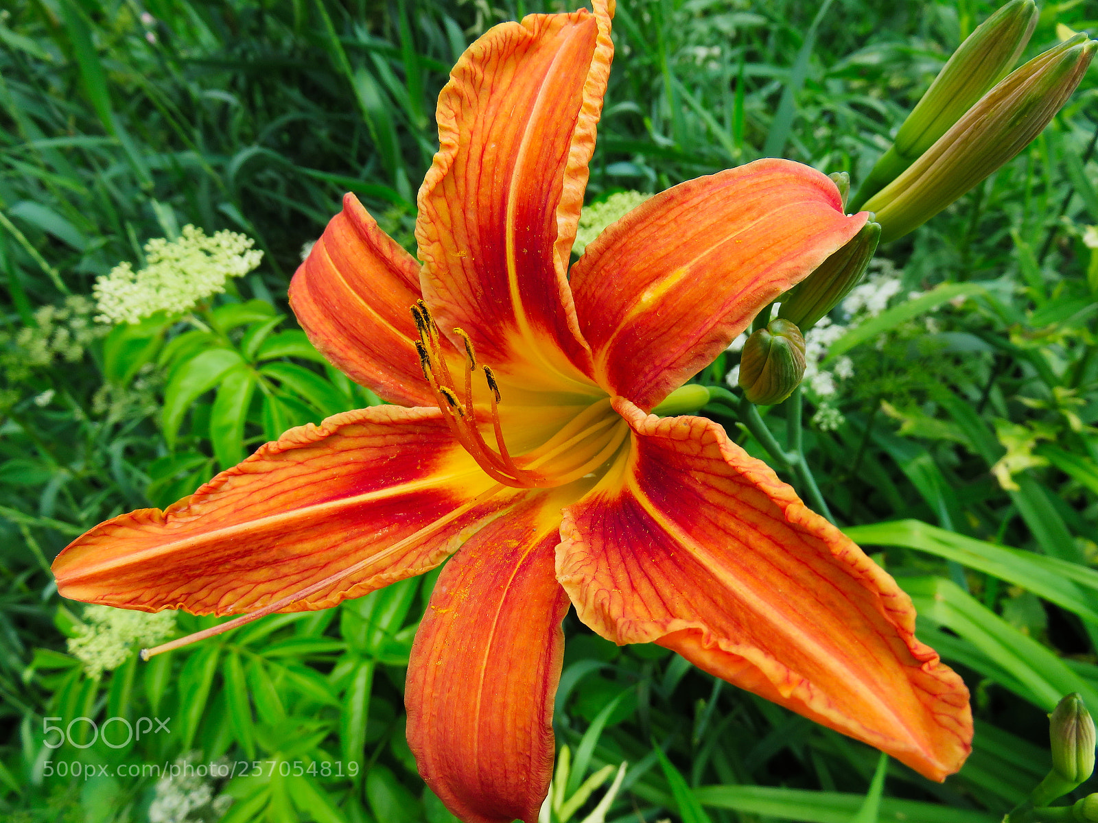 Canon PowerShot SX710 HS sample photo. "ditch" lily photography