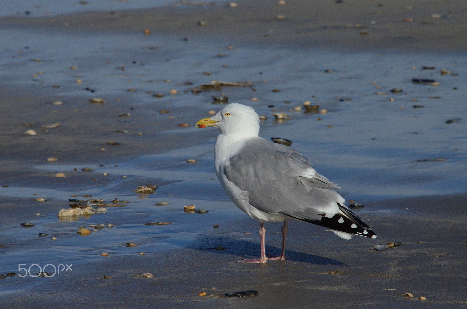 Nikon D5100 sample photo. Ich photography