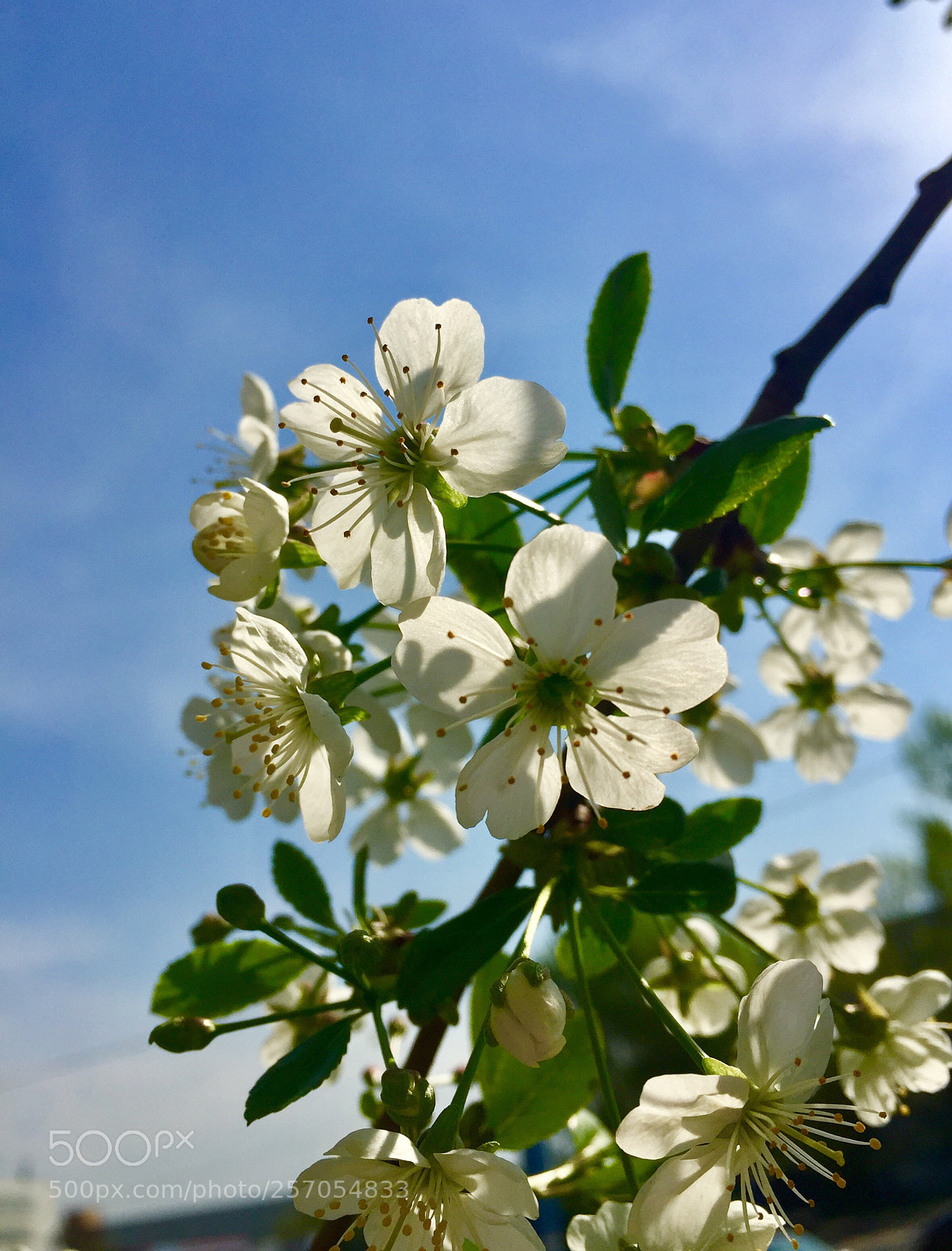 Apple iPhone 6 sample photo. Вишня photography