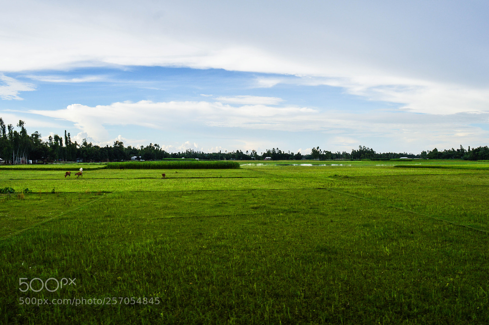 Nikon D3200 sample photo. Food for life! photography