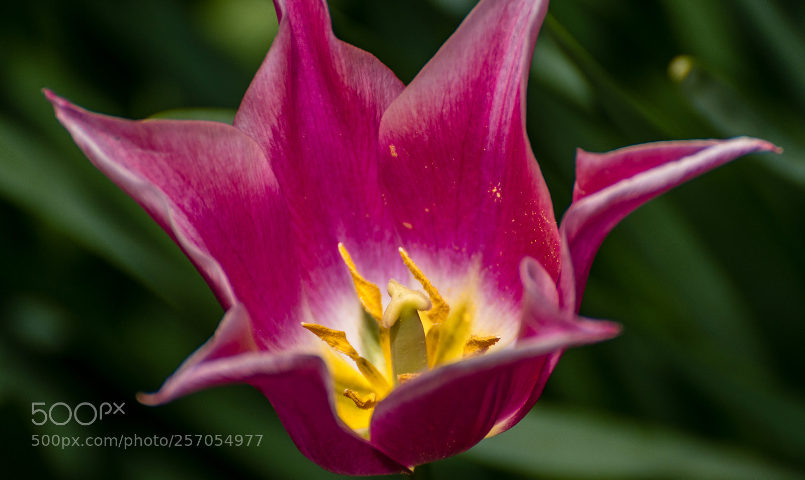 Nikon D500 sample photo. Untitled photography