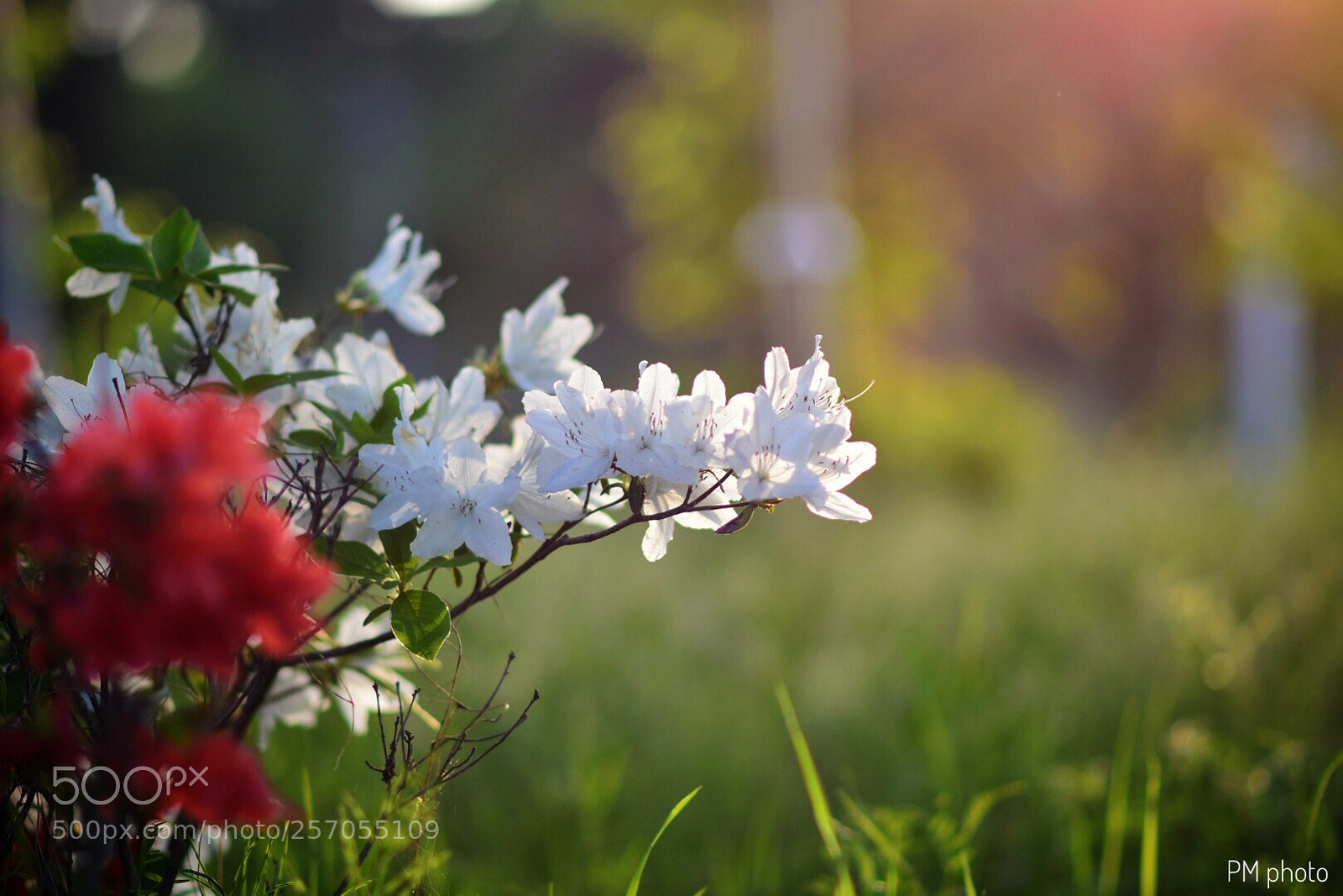 Nikon D7200 sample photo. Untitled photography