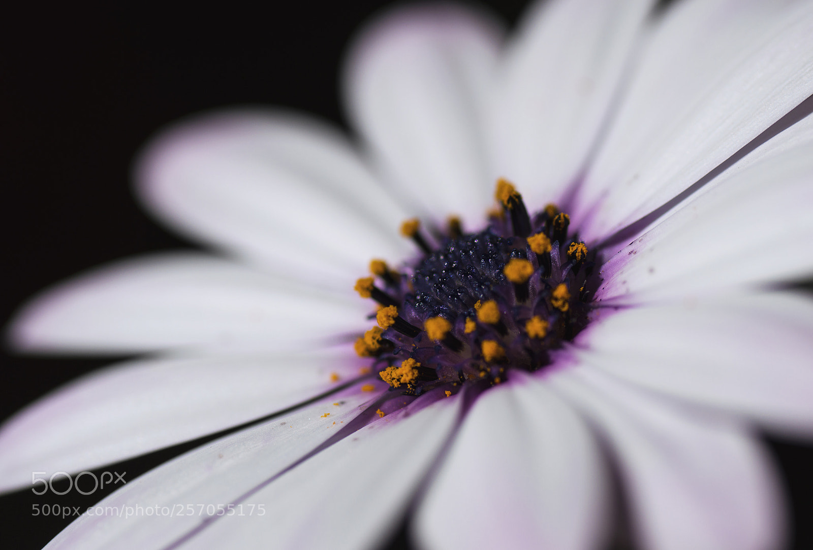 Nikon D3200 sample photo. White delicacy photography